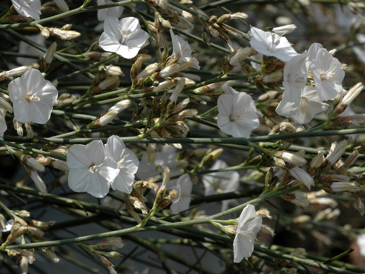 Convolvulus scoparius