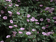 Convolvulus althaeoides