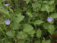 Convolvulus siculus