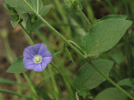 Convolvulus siculus