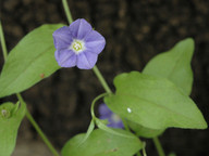 Convolvulus siculus