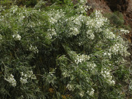 Convolvulus floridus