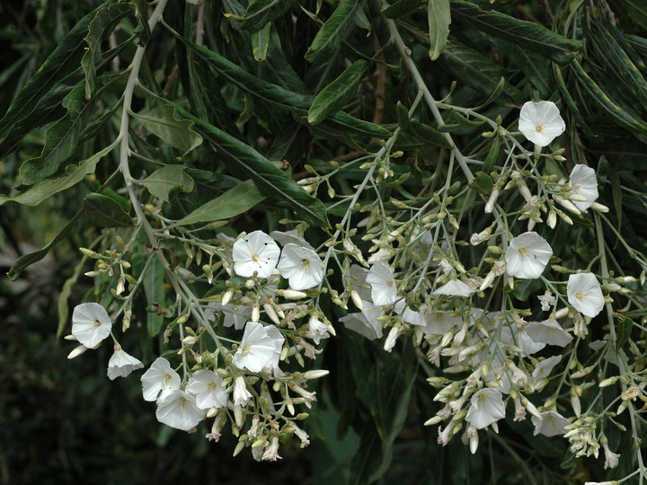 Convolvulus floridus