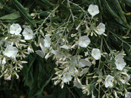 Convolvulus floridus