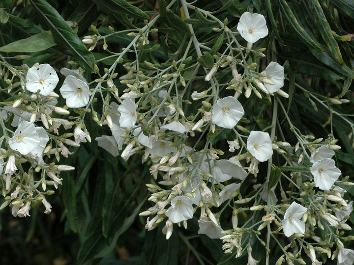 Convolvulus floridus