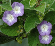 Convolvulus canariensis