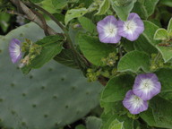 Convolvulus canariensis