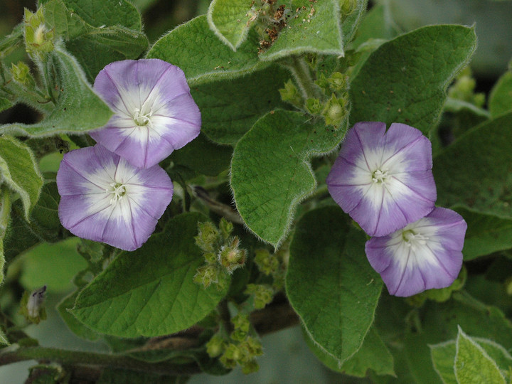 Convolvulus canariensis