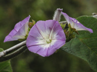 Convolvulus canariensis