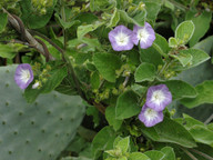 Convolvulus canariensis