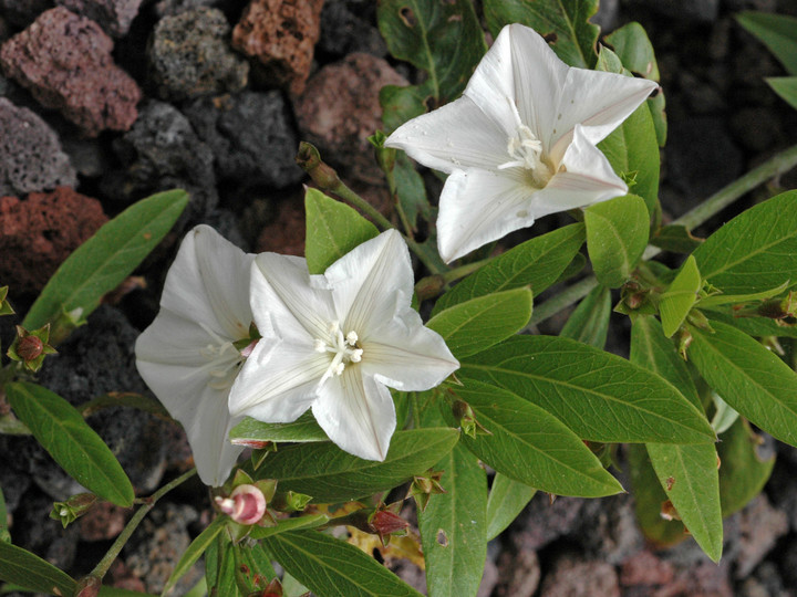 Convolvulus volubilis