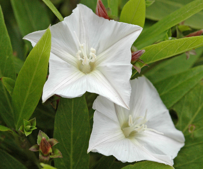 Convolvulus volubilis