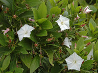 Convolvulus volubilis