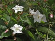 Convolvulus volubilis