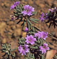 Coopernokia polygalacea