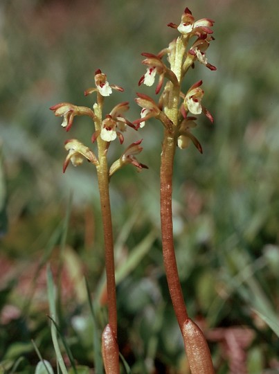 Corallorhiza trifida