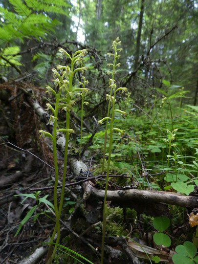 Corallorhiza trifida