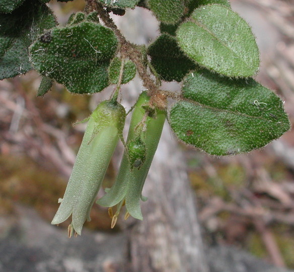 Correa aemula