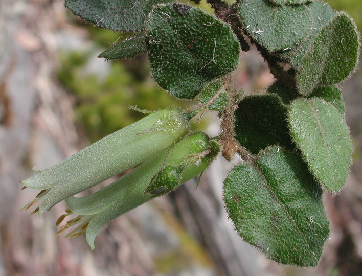 Correa aemula