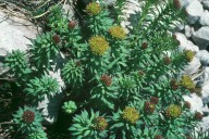 Rhodiola rosea