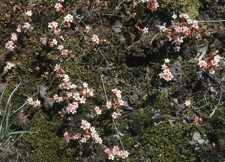 Sedum villosum