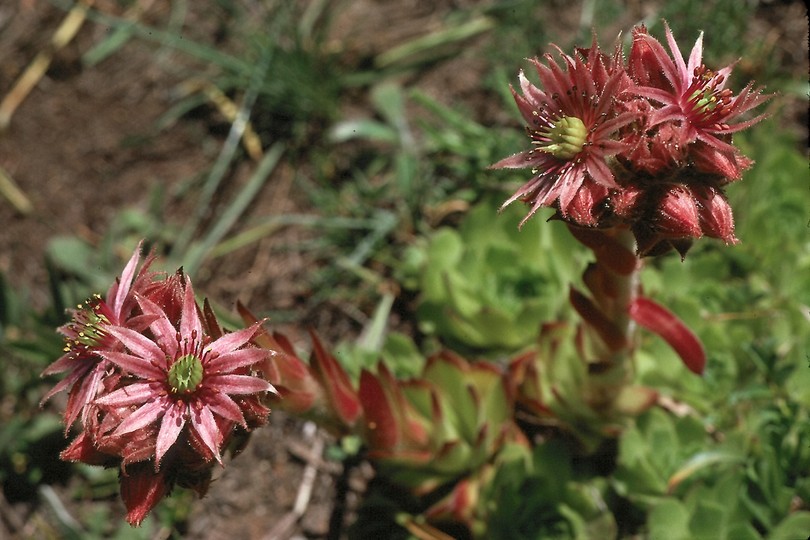 Sempervivum montanum