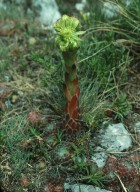 Sempervivum ciliosum?