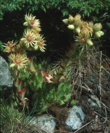 Sempervivum grandiflorum