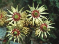 Sempervivum grandiflorum