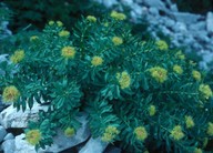 Rhodiola rosea