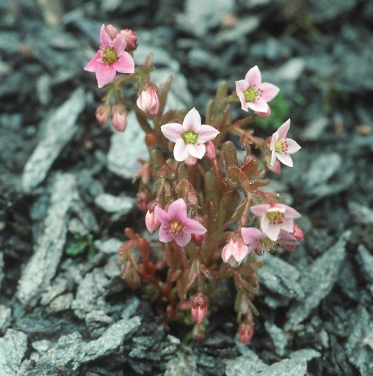 Sedum villosum