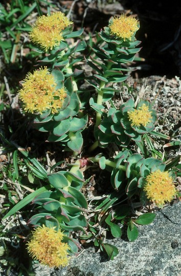 Rhodiola rosea