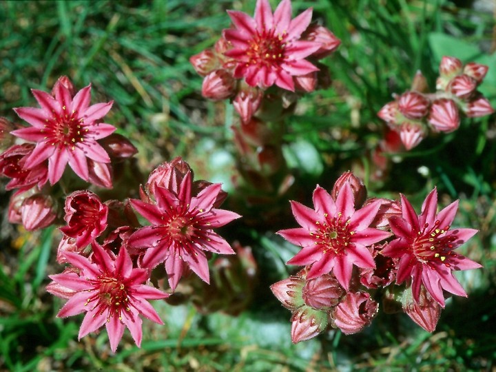 Sempervivum arachnoideum