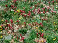 Sempervivum arachnoideum