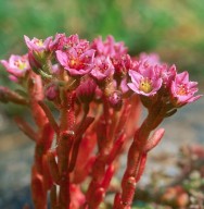 Sedum villosum