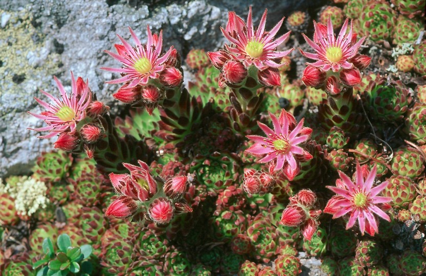 Sempervivum montanum