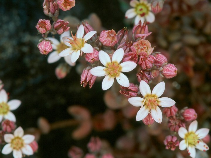 Sedum dasyphyllum