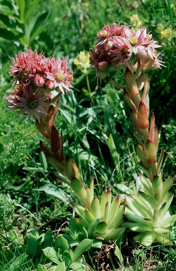 Sempervivum alpinum