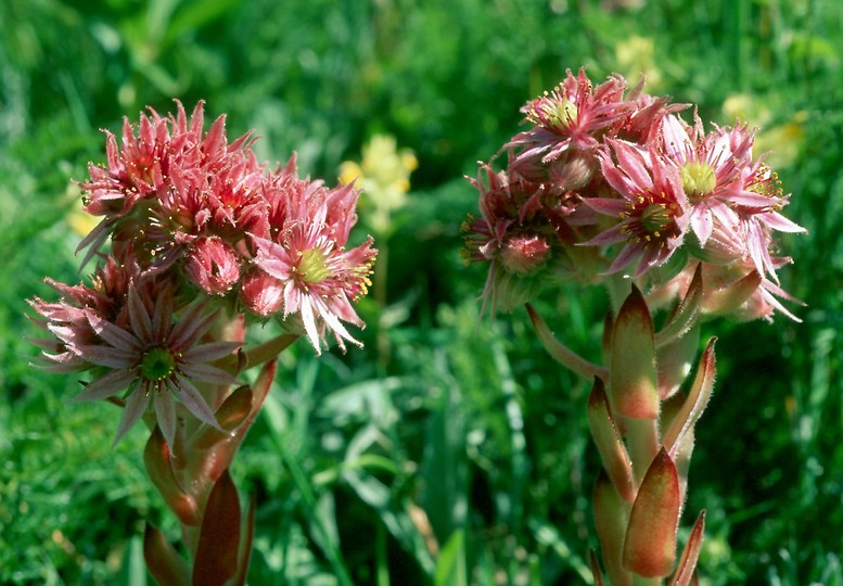 Sempervivum alpinum