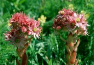 Sempervivum alpinum