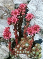 Sempervivum arachnoideum