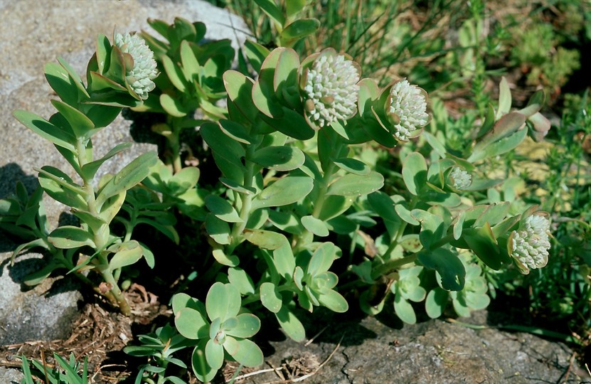 Sedum anacampseros