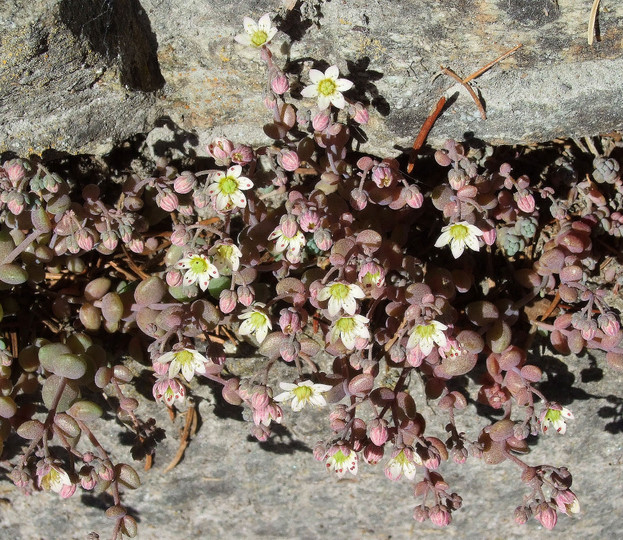 Sedum dasyphyllum