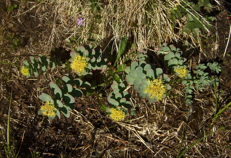 Rhodiola rosea