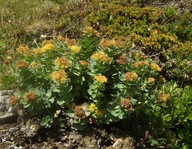 Rhodiola rosea