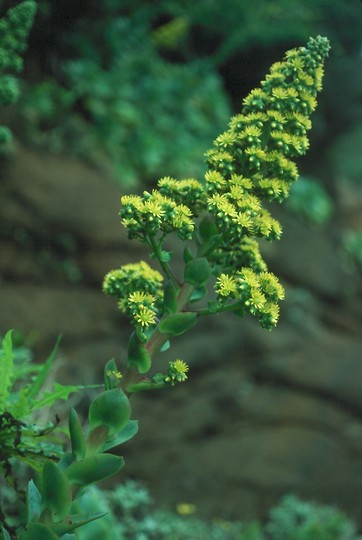 Aeonium cuneatum?