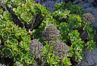 Aeonium balsamiferum