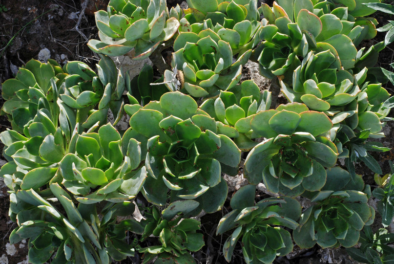 Aeonium balsamiferum