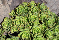 Aeonium balsamiferum