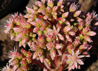 Aeonium percarneum